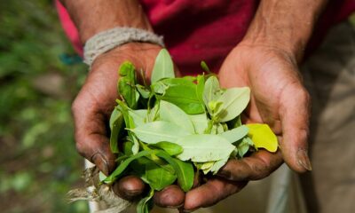 La Colombie et la Bolivie vont demander à l'ONU de retirer la feuille de coca de la liste des substances interdites