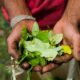 La Colombie et la Bolivie vont demander à l'ONU de retirer la feuille de coca de la liste des substances interdites