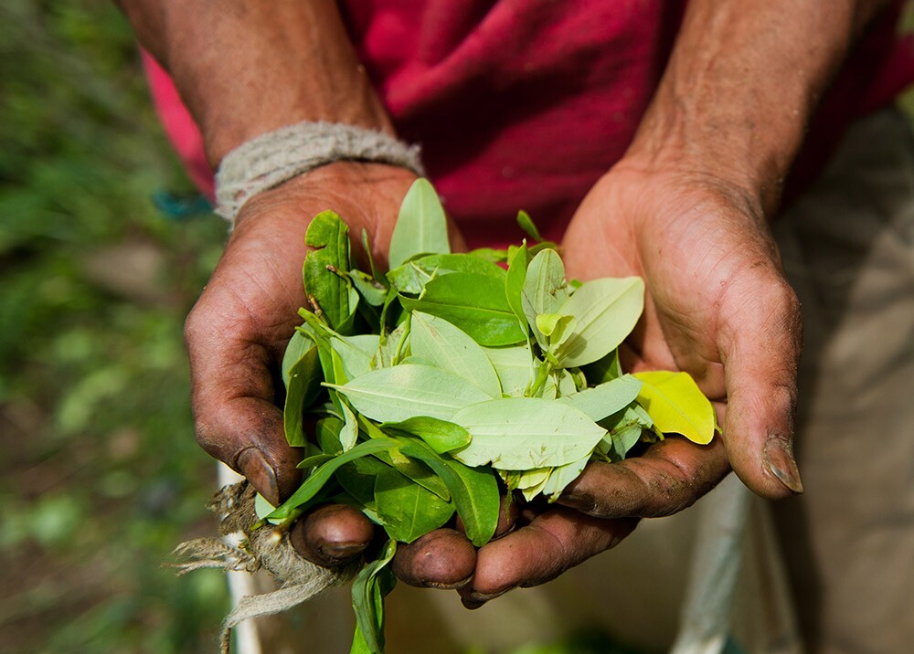 La Colombie et la Bolivie vont demander à l'ONU de retirer la feuille de coca de la liste des substances interdites