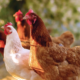 MAG declara estado de alerta zoosanitaria por influenza aviar para los próximos 6 meses