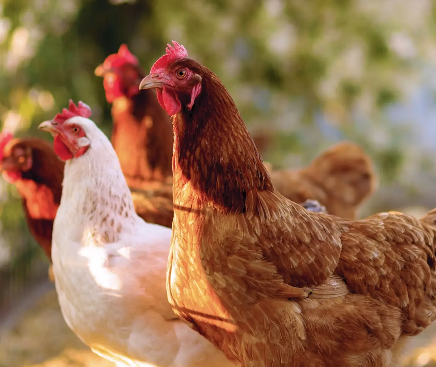 MAG declara estado de alerta zoosanitaria por influenza aviar para los próximos 6 meses