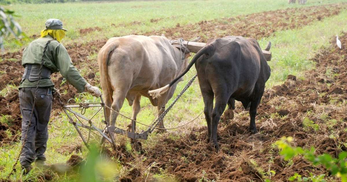 La science cubaine se concentre sur le développement de l'élevage