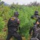 Autoridades de Guatemala eliminan más de 12 mil matas de marihuana