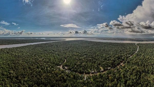 La déforestation en Amazonie brésilienne a diminué de 67,9 % en avril