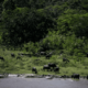 Brasil: IBAMA niega permiso a Petrobras para perforar delta del Amazonas