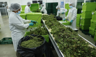 Panamá avanza en la regulación de cannabis medicinal