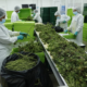 Panamá avanza en la regulación de cannabis medicinal