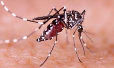 Jamaica declares epidemic phase in dengue transmission