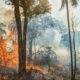 Fire reduction trend noted in Brazilian Amazonia